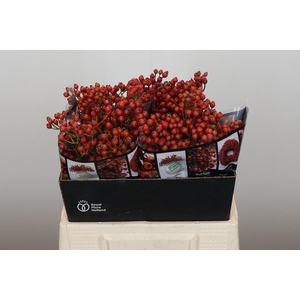 Rozenbottel Autumn Rosefruits