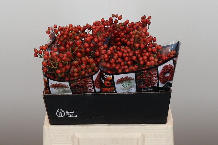 <h4>Rozenbottel Autumn Rosefruits</h4>