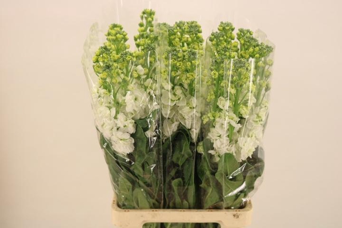 <h4>MATTH IRON WHITE</h4>