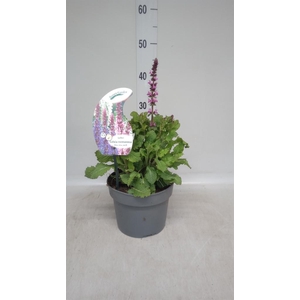 Salvia nemorosa 'Rose Queen'