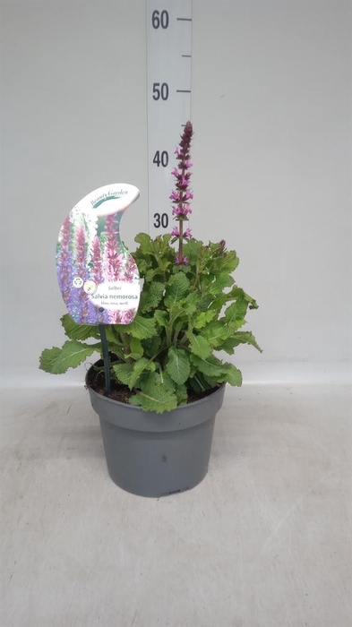 <h4>Salvia nemorosa 'Rose Queen'</h4>