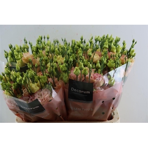 Eus G Elece Apricot New