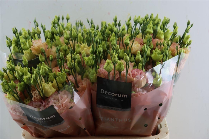 Eus G Elece Apricot New