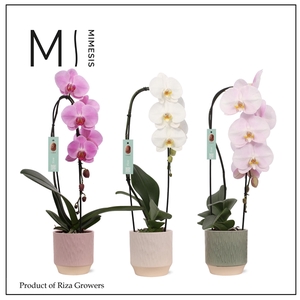 Mimesis Phal. Flow Mix - 1 spike 12cm in Luna mix ceramic