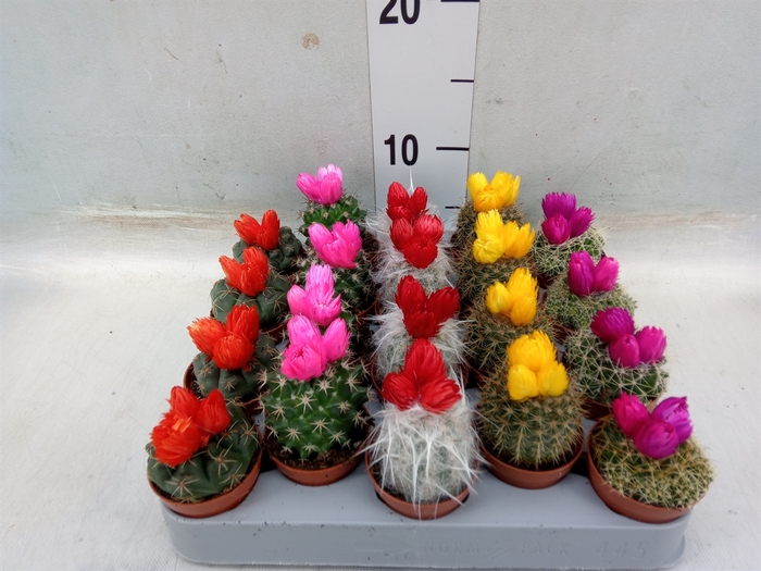 <h4>Cactus   ...decorated</h4>