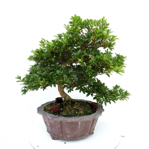 Rhododendron indicum, pot 37 cm. Height 60 cm. (single item)