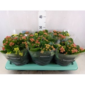 Kalanchoe blos.   ..rosebud mix/pot