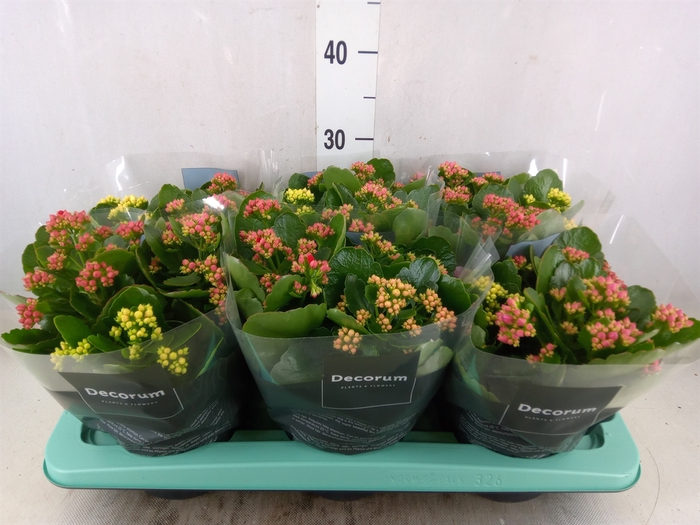<h4>Kalanchoe blos.   ..rosebud mix/pot</h4>