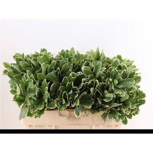 PITTOSPORUM ILAN