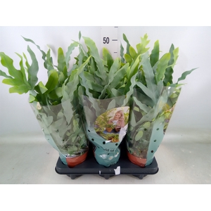 Phlebodium aureum 'Blue Star'