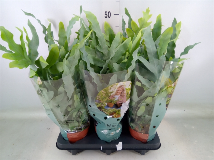 <h4>Phlebodium aureum 'Blue Star'</h4>