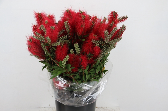 <h4>CALLISTEMON 300GR</h4>