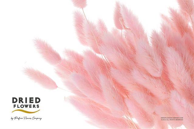 <h4>DRIED BLEACHED LAGURUS BABY PINK PB 100GR*</h4>