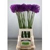 ALLIUM PURPLE SENS
