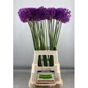 ALLIUM PURPLE SENS