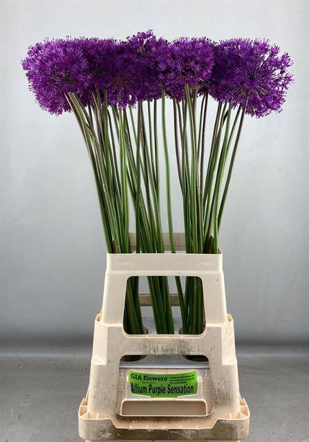 <h4>ALLIUM PURPLE SENS</h4>
