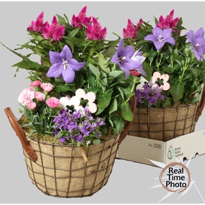ARR TUINPLANTEN