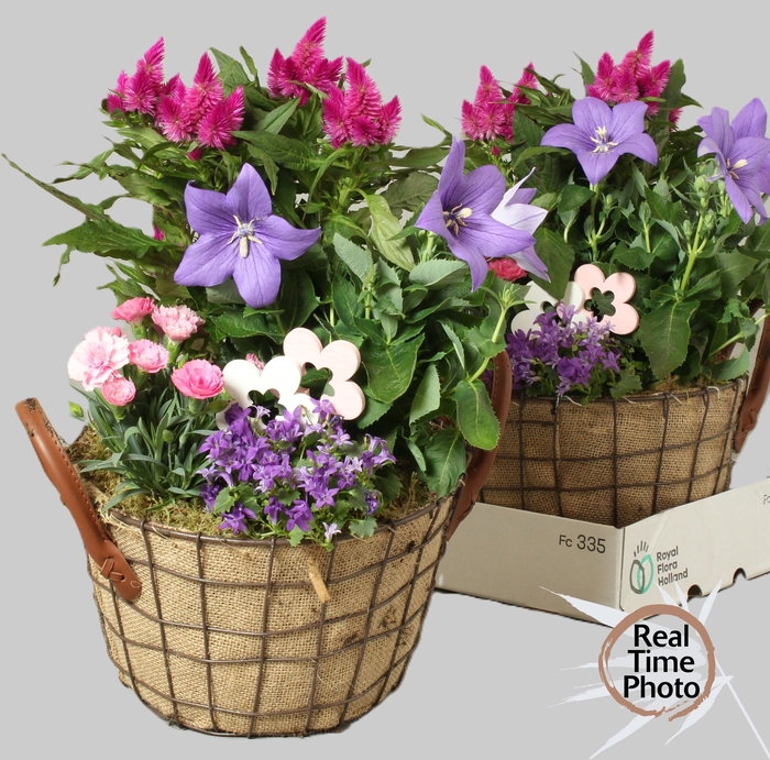 <h4>ARR TUINPLANTEN</h4>