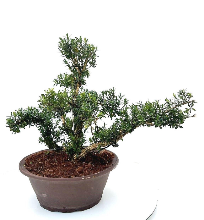 <h4>buxus harlandii, pot 30 cm shape.</h4>