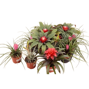 BROMELIA GEM