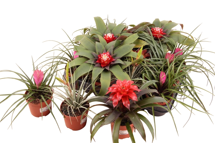 <h4>BROMELIA GEM</h4>