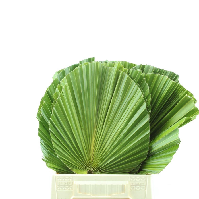 <h4>Washingtonia Geknipt</h4>