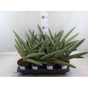 Sansevieria cyl.  ...