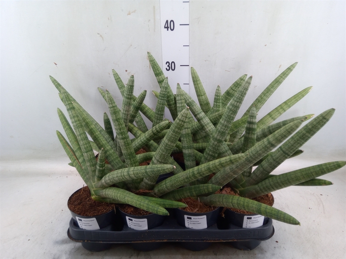 <h4>Sansevieria cyl.  ...</h4>