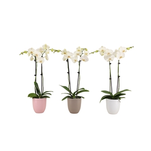 Hugo Hotel Mix Phal Wit 2T14+