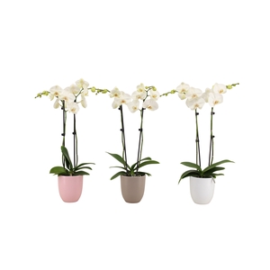 Hugo Hotel Mix Phal Wit 2T14+