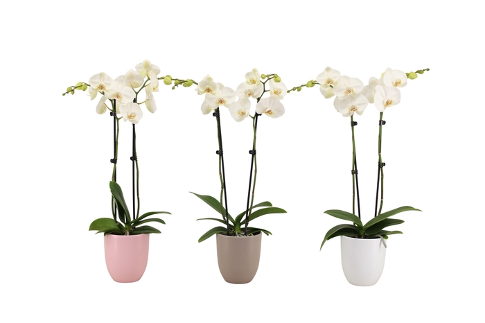 <h4>Hugo Hotel Mix Phal Wit 2T14+</h4>