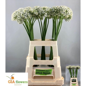 ALLIUM NIGRUM ALLIUM NIGRUM