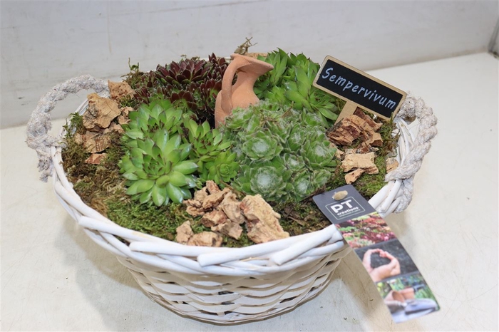 <h4>arr8 Arr Sempervivum In Mand Met Kruik</h4>