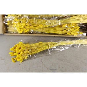 Df Phalaris Bs Yellow 100g