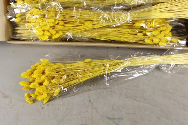 Df Phalaris Bs Yellow 100g