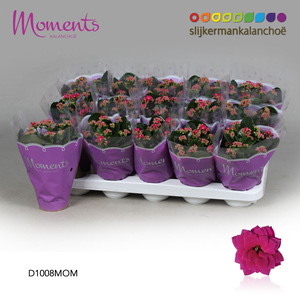 Kalanchoë Moments - Purple 10.5cm