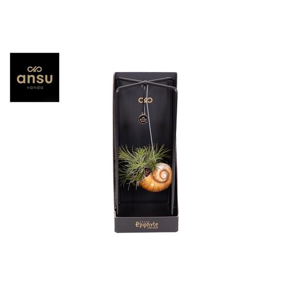 <h4>Epiphyte Collection - Tillandsia Shelly</h4>