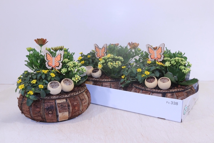 <h4>ARR TUINPLANTEN</h4>
