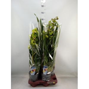 Cymbidium   ...