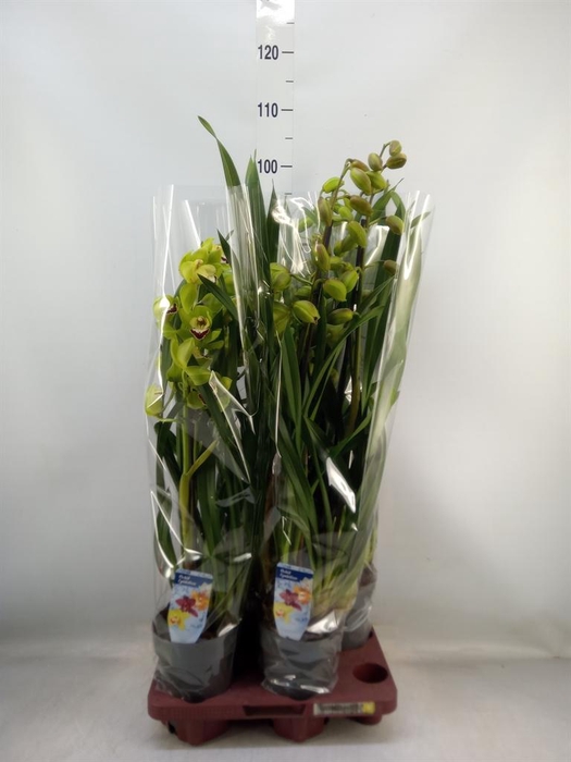 <h4>Cymbidium   ...</h4>