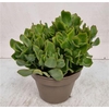 Crassula Arborescens Blue Hale - 1154