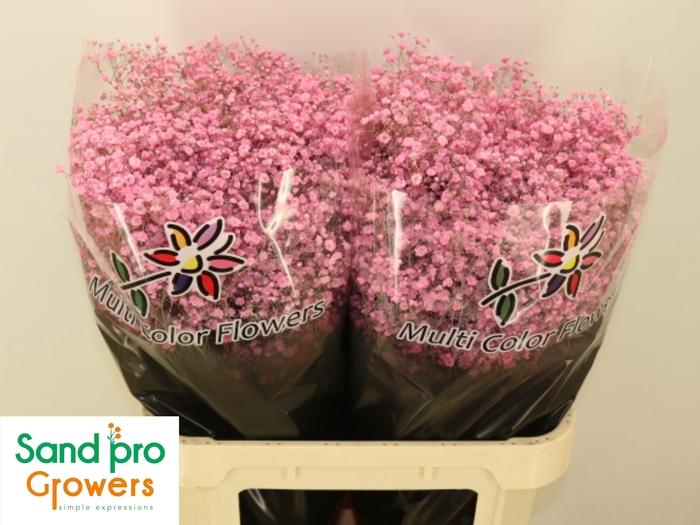 <h4>GYPS KLB H%</h4>