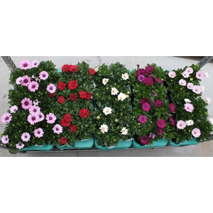 Osteospermum Diverse kleuren per kar Decorum