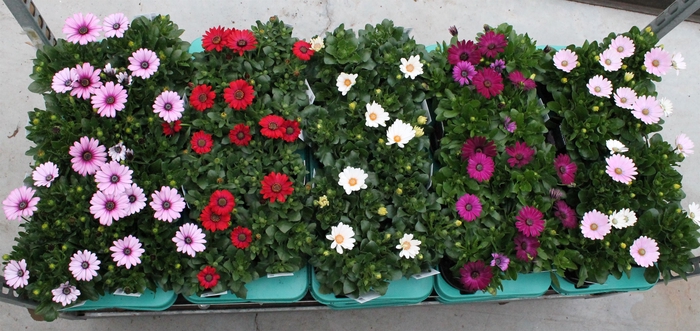 <h4>Osteospermum Diverse kleuren per kar Decorum</h4>
