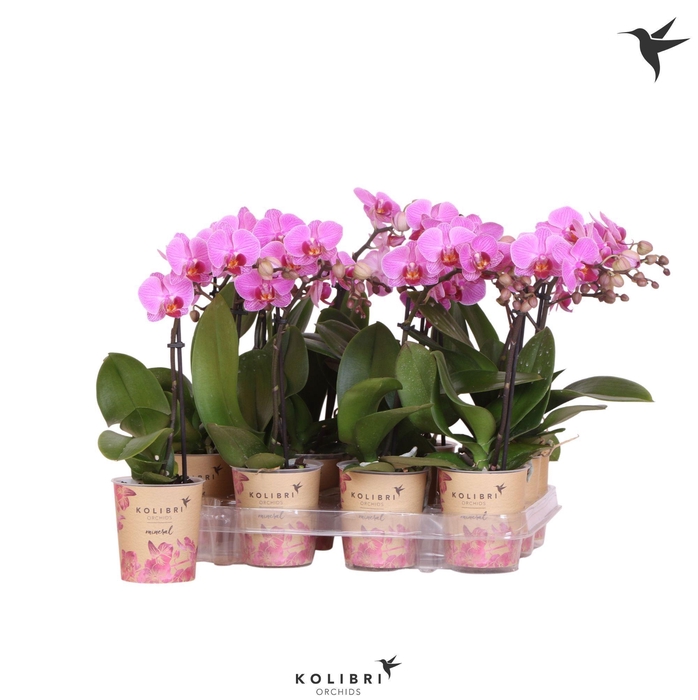 <h4>Kolibri Orchids Phalaenopsis Violet 1 spike</h4>