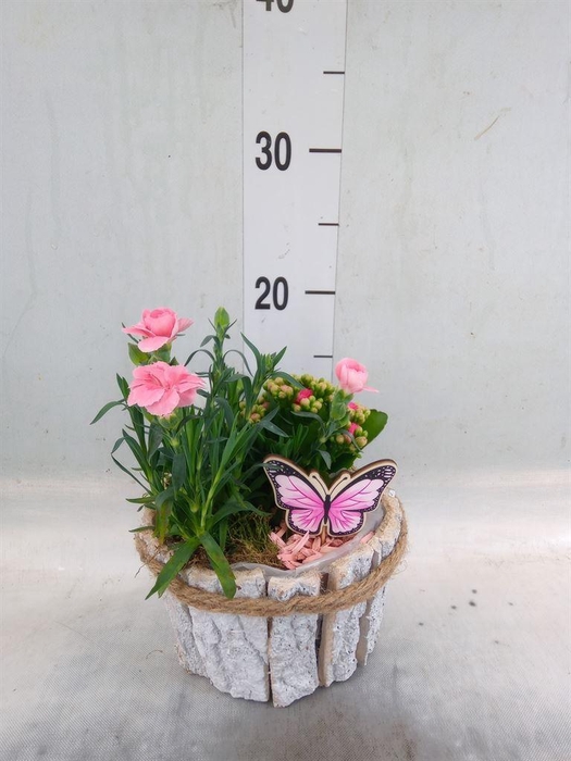 <h4>Arr.   Tuinplanten L%</h4>