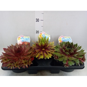 Sempervivum  'ChickCh'   ...mix