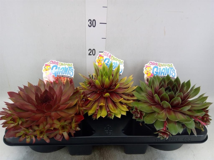 <h4>Sempervivum 'ChickCh' ...mix</h4>