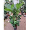Ficus lyrata
