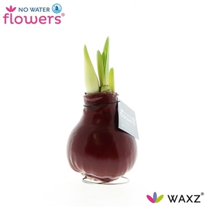 Hipp Waxbulb Colorz Bordeaux